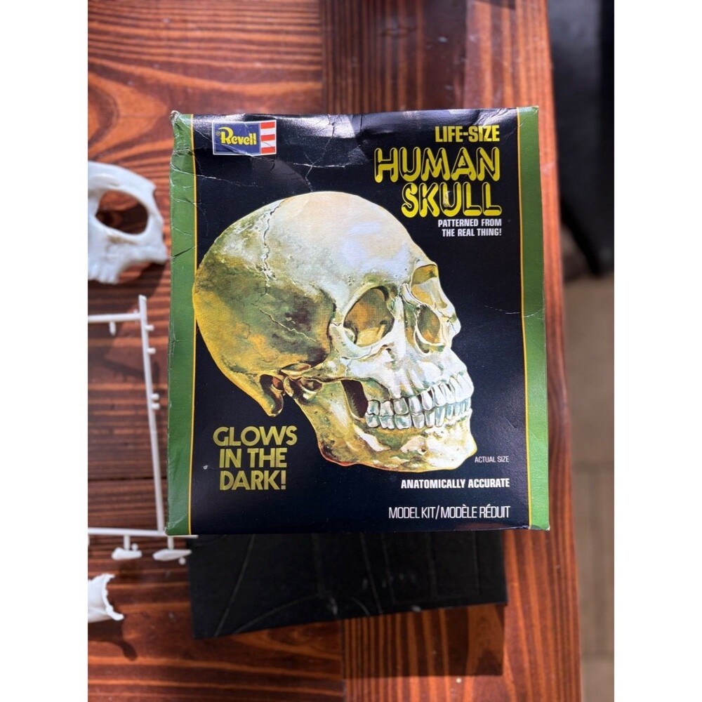 Vintage Revell Life-Size Human Skull Model Kit Glow In The Dark Unassembled